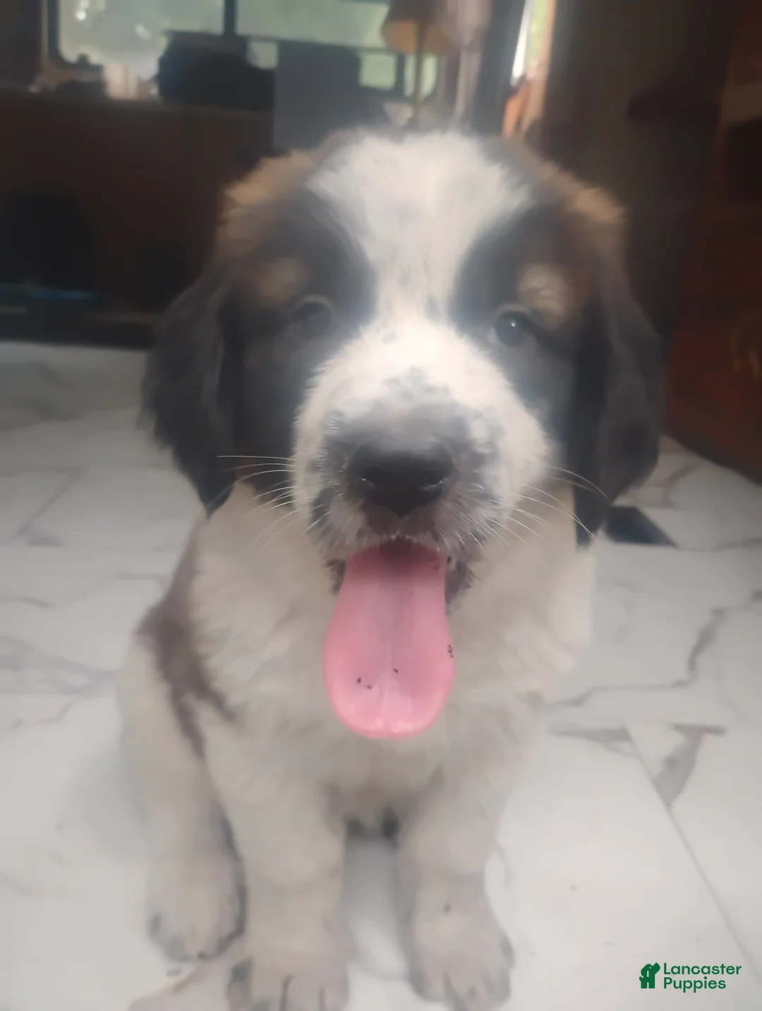 Saint Bernard dogs for sale: Saint Bernard Puppy 4 - Ad 1
