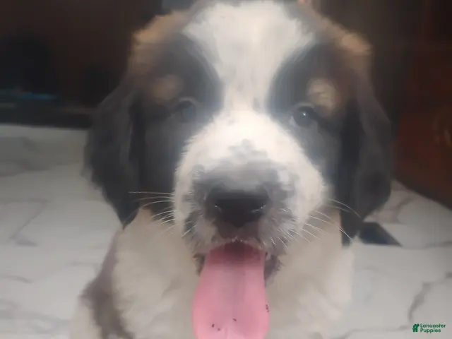 Saint Bernard dogs for sale: Saint Bernard Puppy 4 - Ad 1