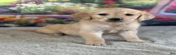 Golden Retriever dogs for sale:  Pearl - Ad 4