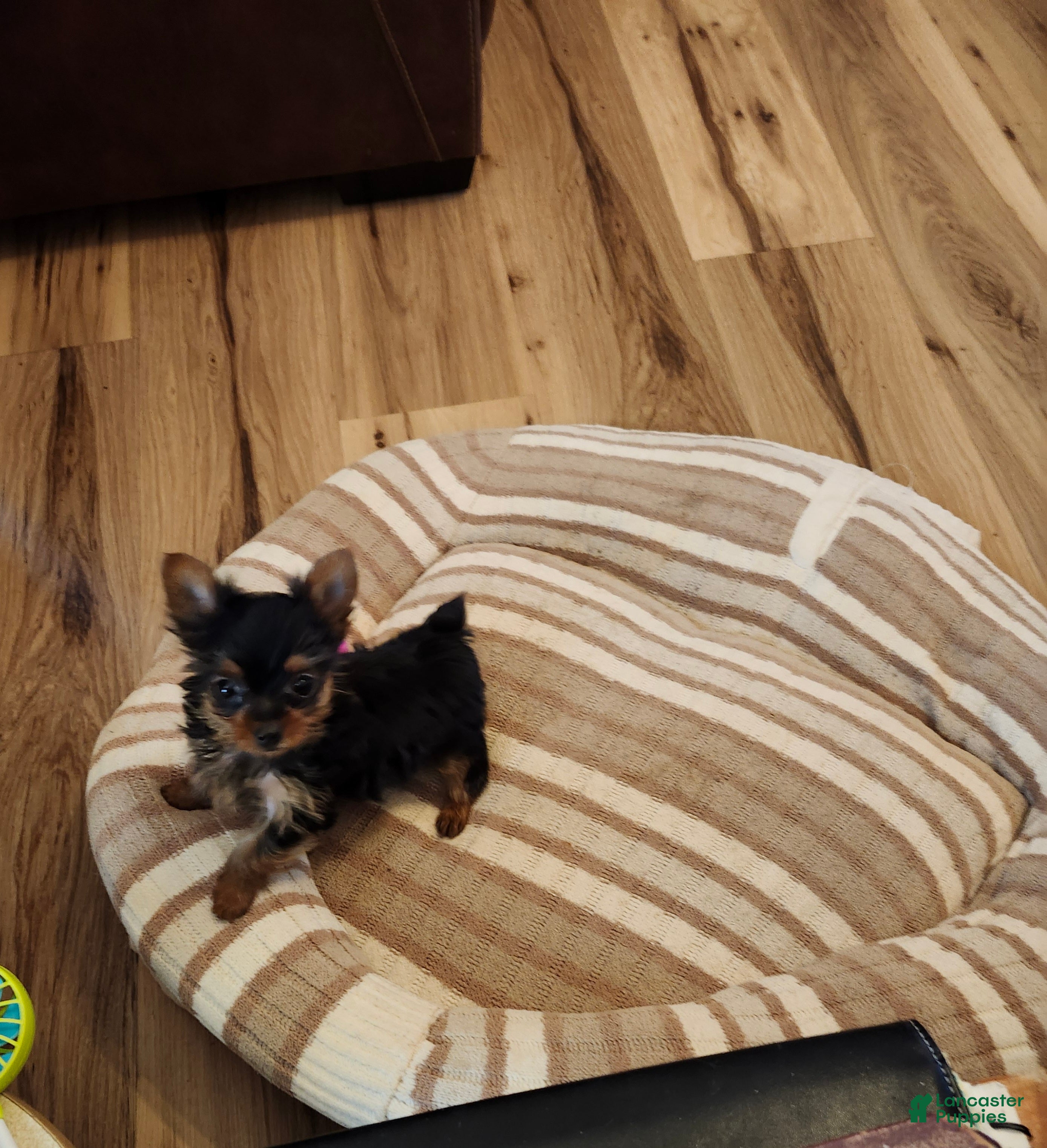 Yorkshire Terrier dogs Yorkshire Terrier Puppy 1 - Ad 28