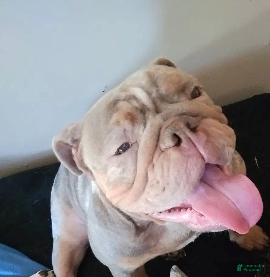 English Bulldog dogs Reen - Ad 3
