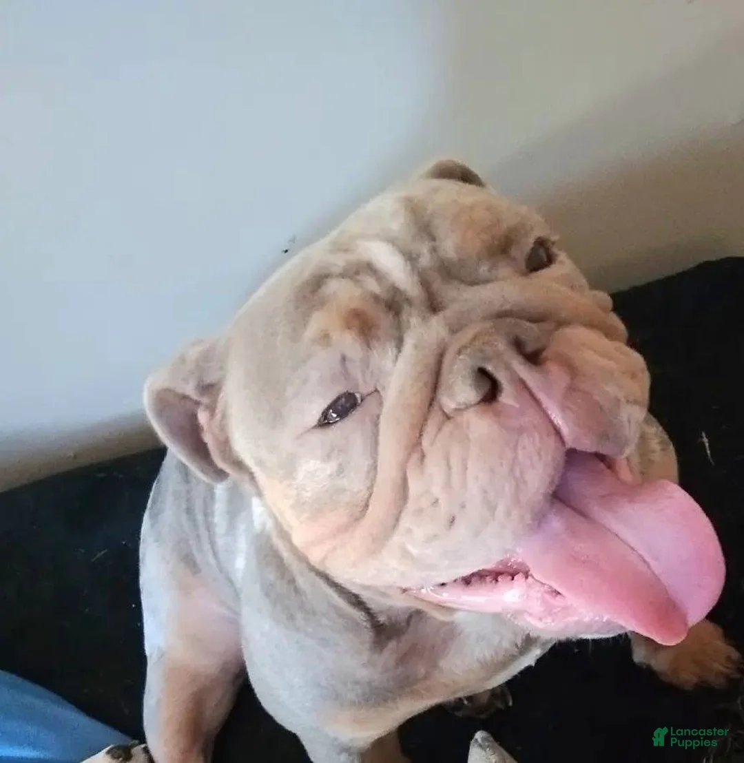 English Bulldog dogs for sale: Reen - Ad 1