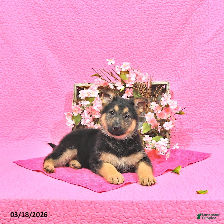 German Shepherd dogs Suella - Ad 2