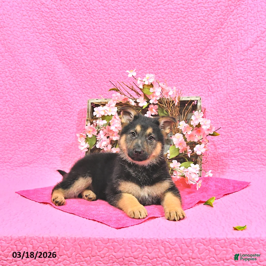 German Shepherd dogs for sale: Suella - Ad 2