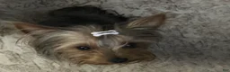 Yorkshire Terrier dogs for sale: Boy yorkie ckc - Ad 11