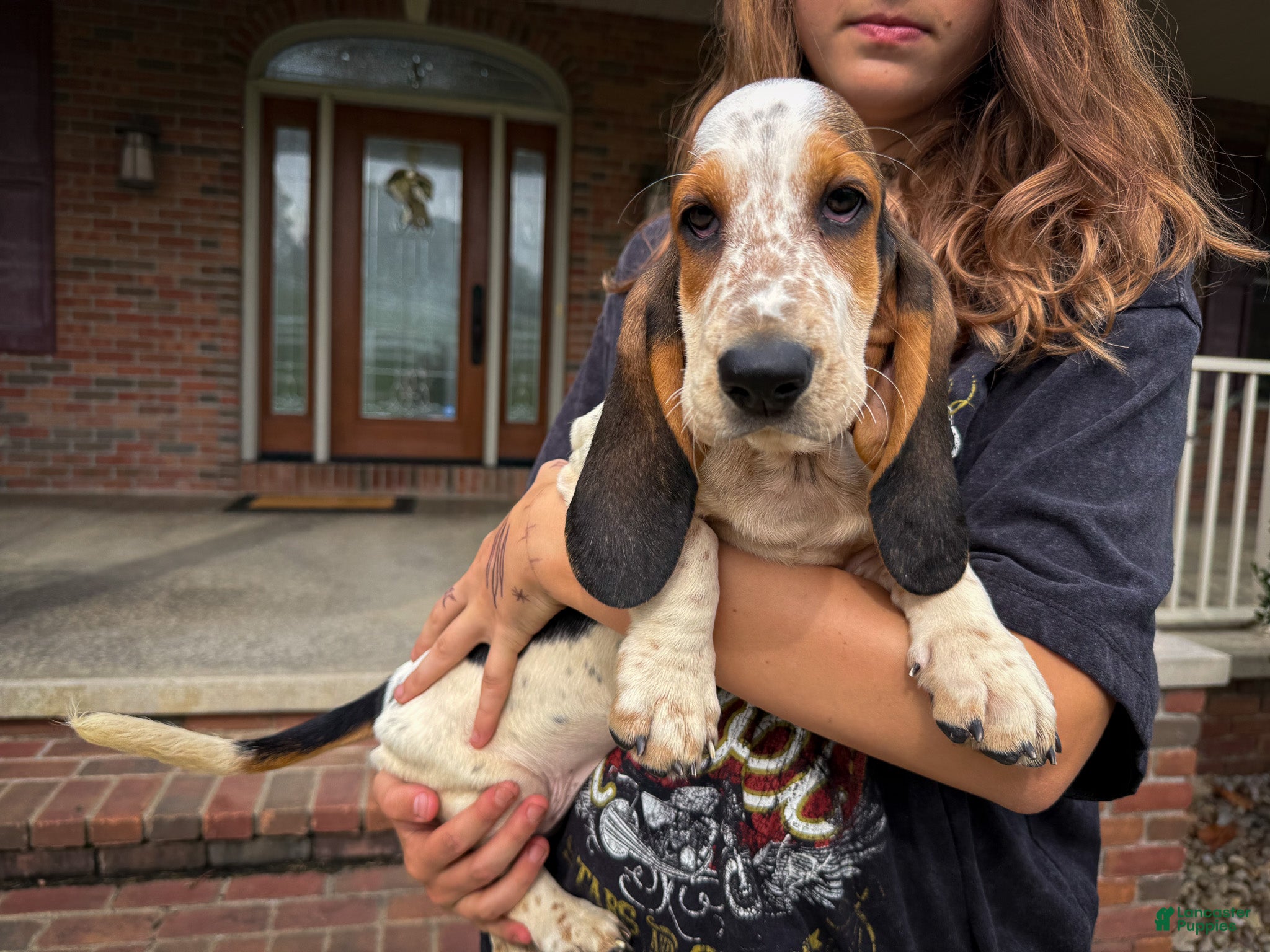 Basset Hound dogs Mabel - Ad 1