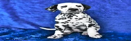 Dalmatian dogs for sale: Dottie - Ad 4