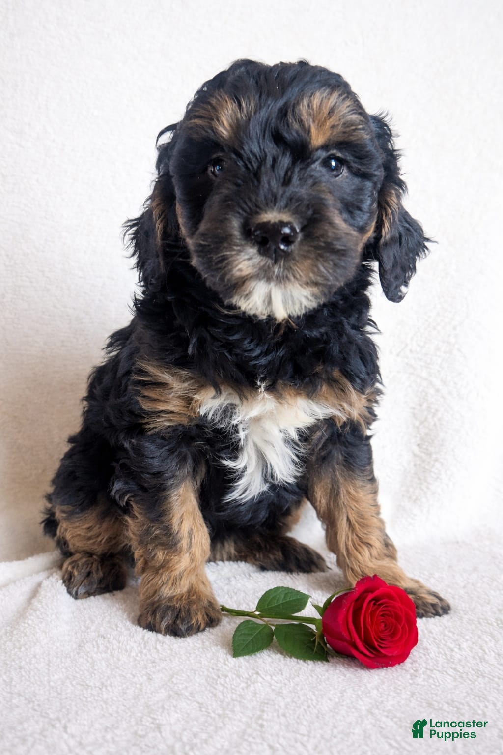 Mini Goldendoodle dogs Dolly F1B - Ad 9