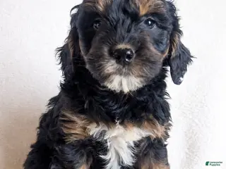 Mini Goldendoodle dogs Dolly F1B - Ad 9