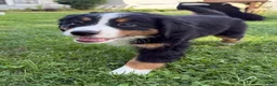 Bernese Mountain Dog dogs for sale: Lady - Ad 2