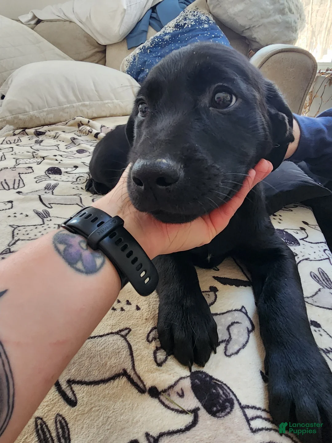 Goldador dogs for sale: Goldador Puppy 4 - Ad 1