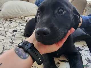 Goldador dogs Goldador Puppy 4 - Ad 12