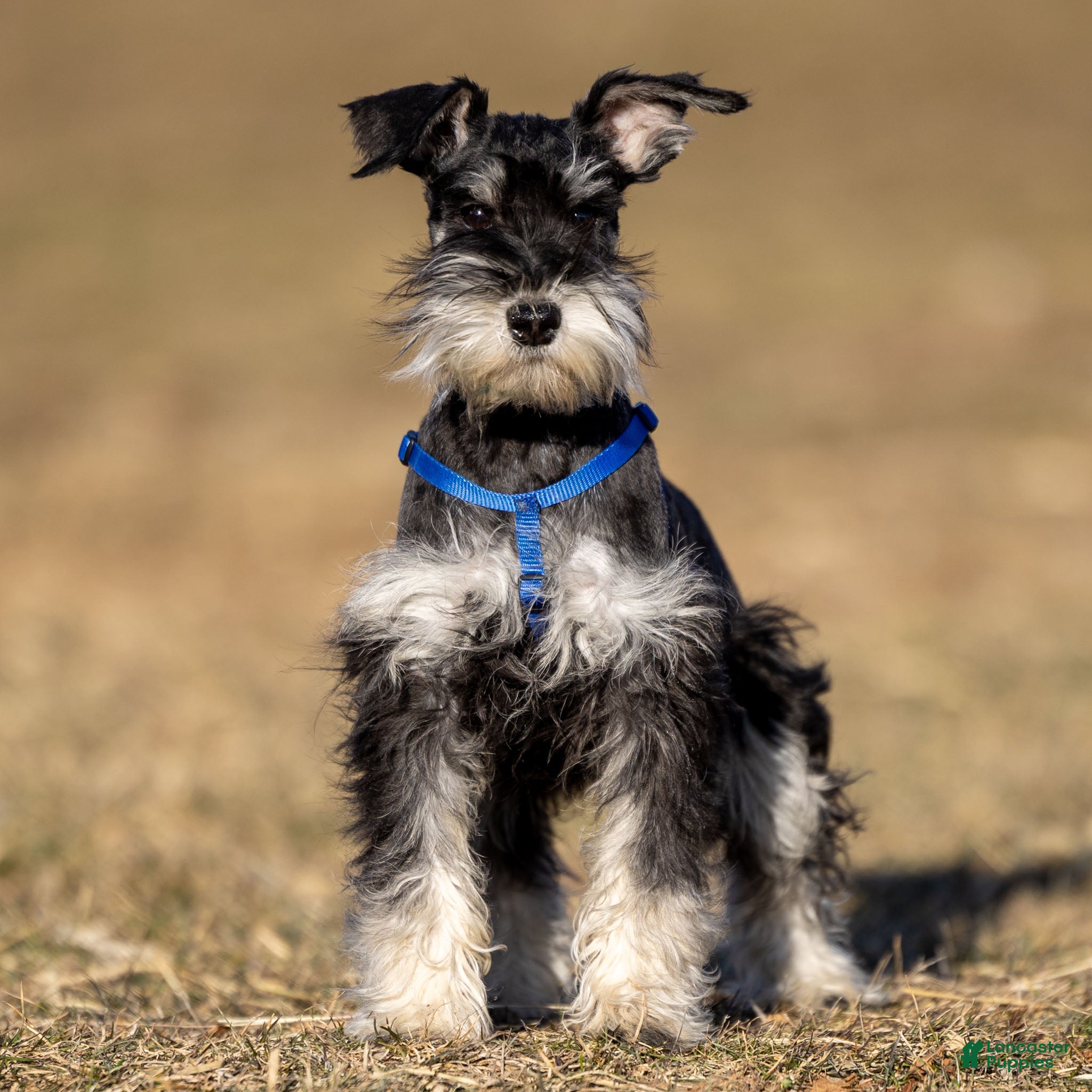 Miniature Schnauzer dogs Pirate - Ad 11