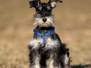 Miniature Schnauzer dogs Pirate - Ad 11