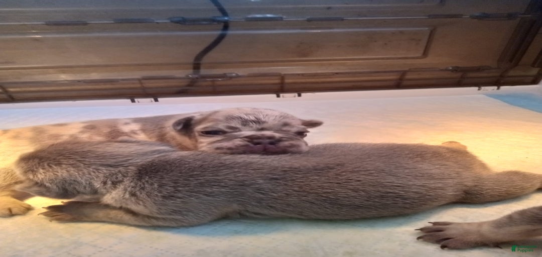 Gallery Image {{count}}