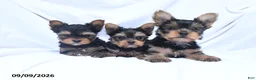 Yorkshire Terrier dogs for sale: Ace - Ad 3