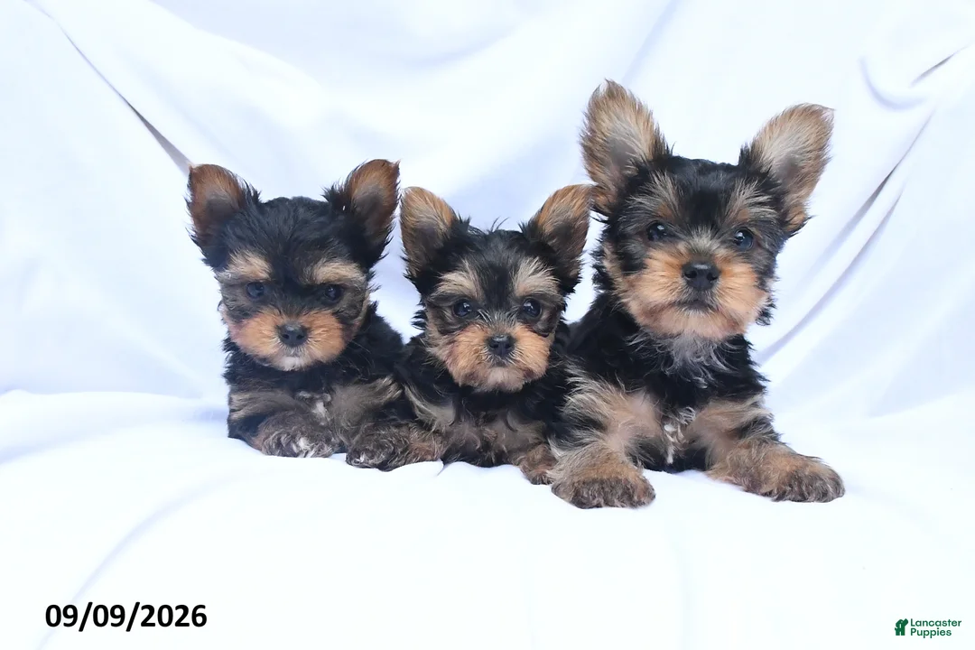 Yorkshire Terrier dogs for sale: Ace - Ad 3