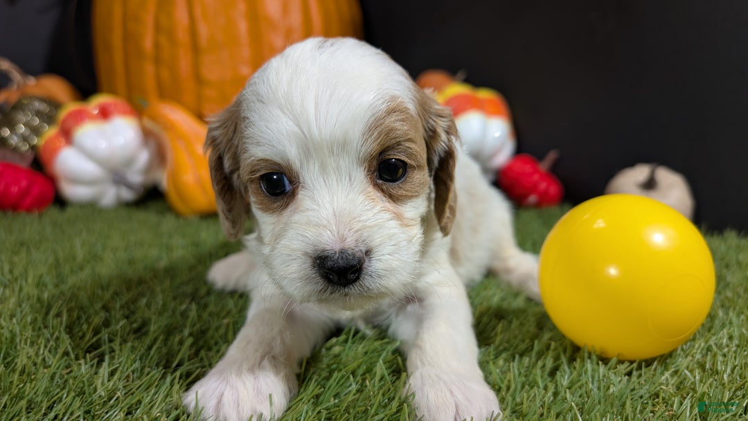 Cavapoo dogs for sale: Cavapoo Puppy 7 - Ad 2