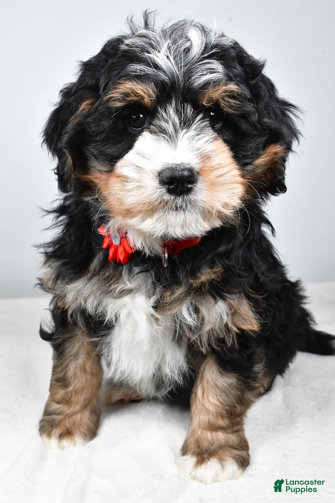 Mini Bernedoodle dogs for sale: Abigail - Ad 9