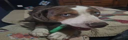 Catahoula Leopard Dog dogs for sale: Glory - Ad 14
