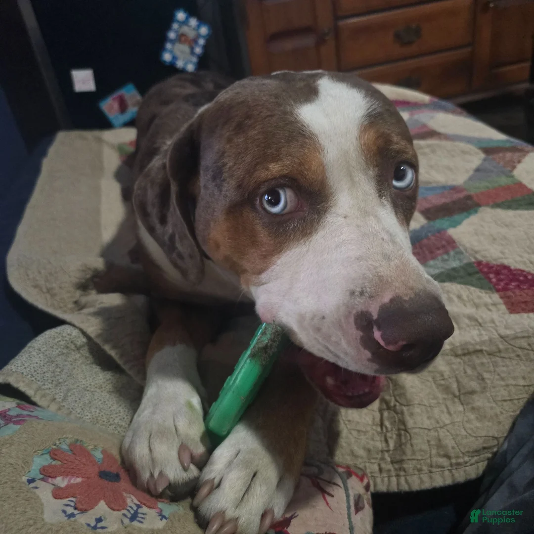 Catahoula Leopard Dog dogs for sale: Glory - Ad 14
