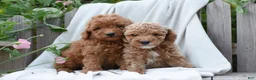 Mini Goldendoodle dogs for sale: Hayden - Ad 2