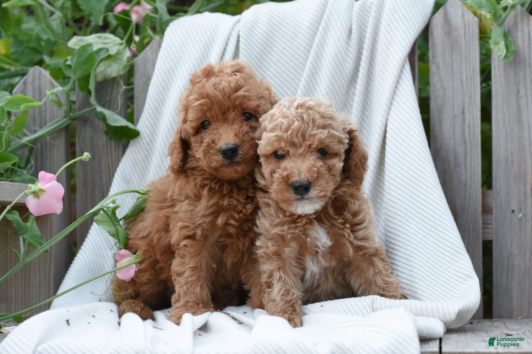 Mini Goldendoodle dogs for sale: Hayden - Ad 2