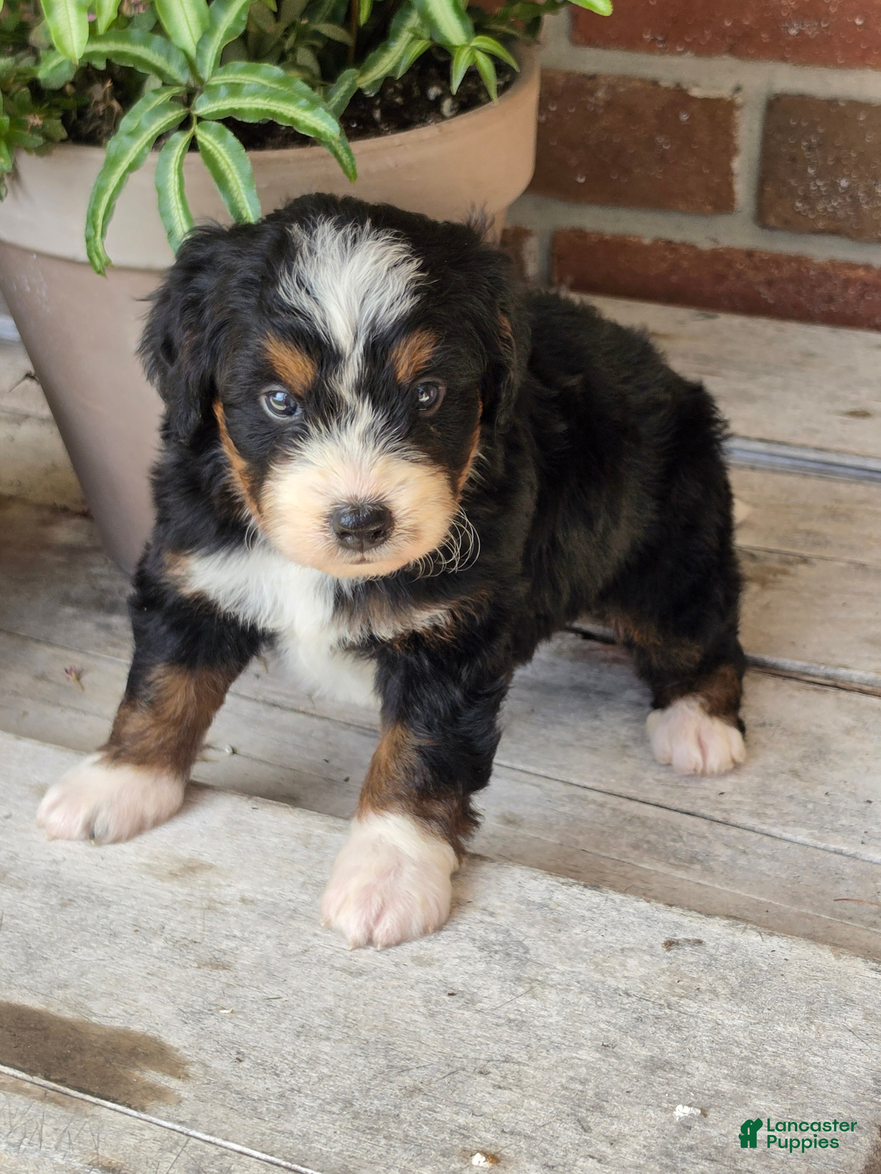 Bernedoodle dogs Sophie - Ad 2