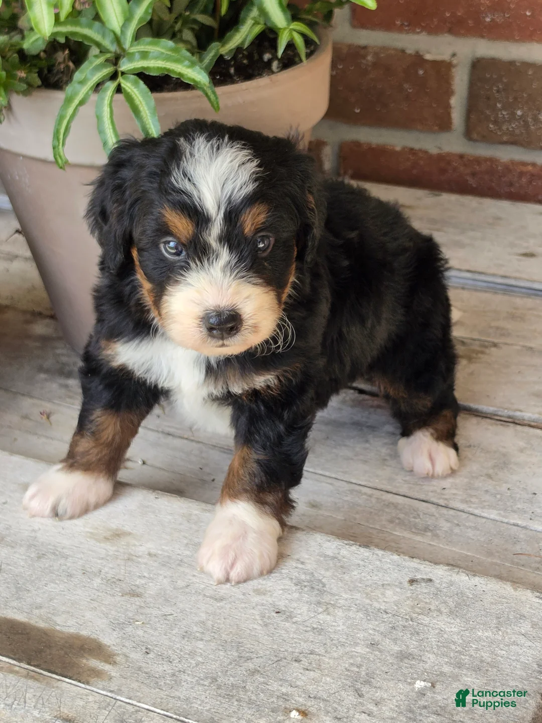 Bernedoodle dogs for sale: Sophie - Ad 2
