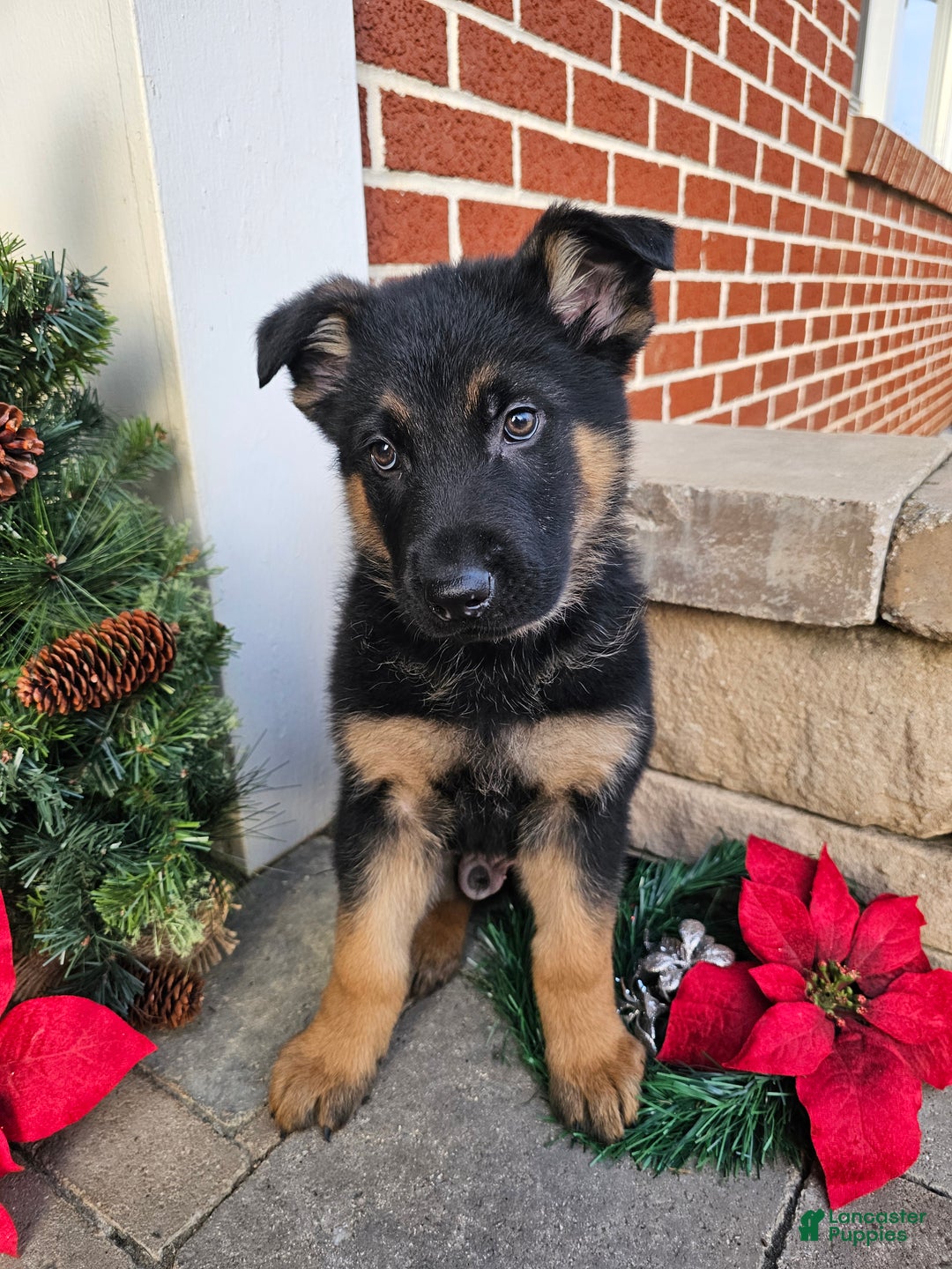 German Shepherd dogs for sale: Hunter - Ad 4