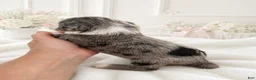 Sheepadoodle dogs for sale: Sheepadoodle 4 - Ad 3