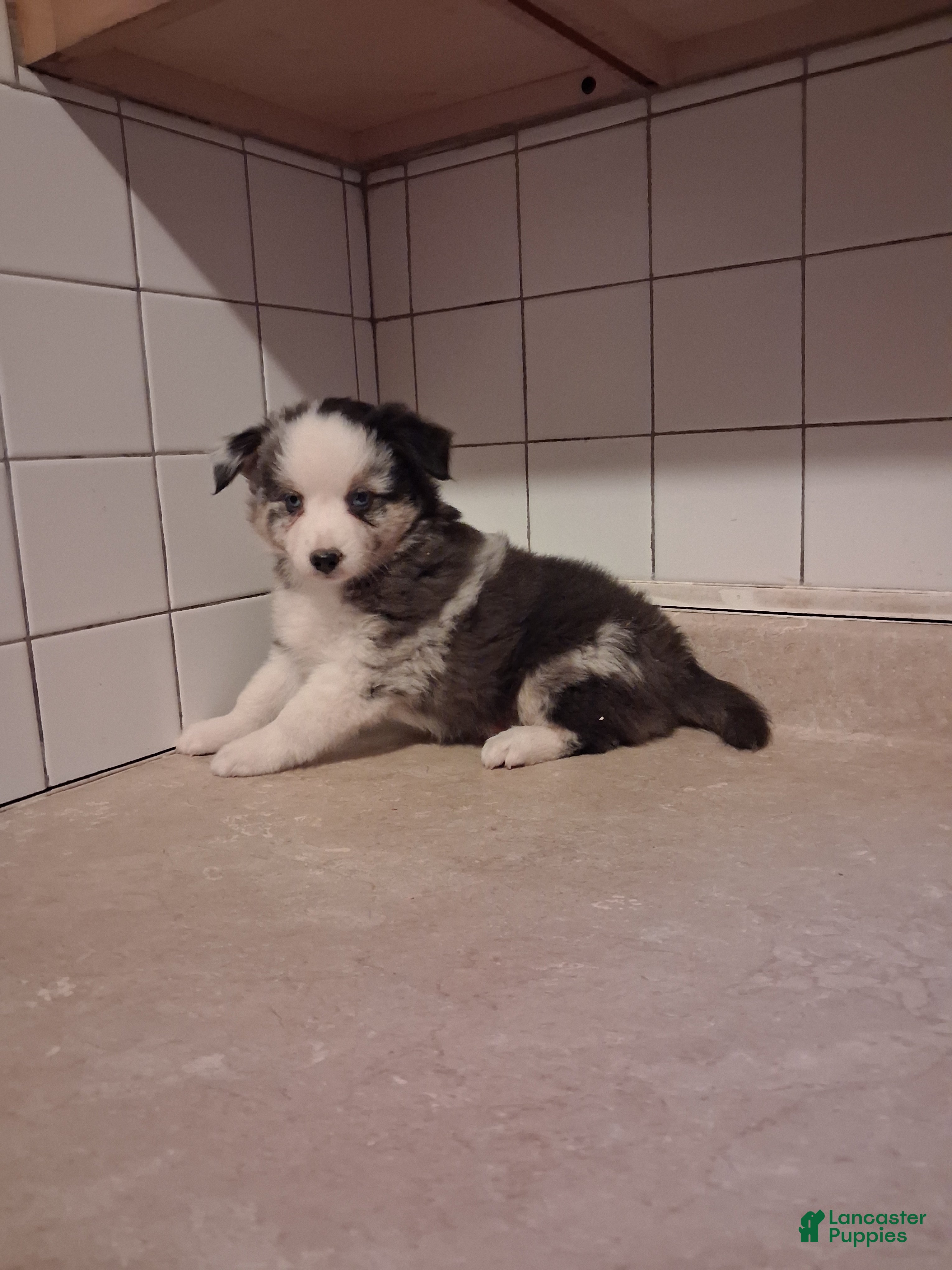 Miniature Australian Shepherd dogs Miniature Australian Shepherd 3 - Ad 1