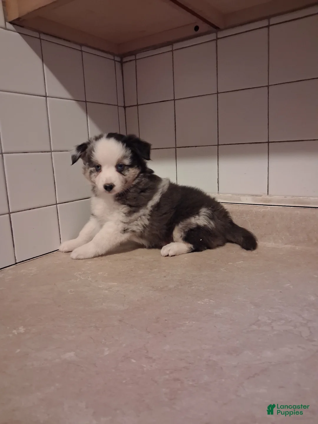 Miniature Australian Shepherd dogs for sale: Miniature Australian Shepherd 3 - Ad 1