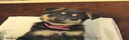 German Shepherd dogs for sale: Maddy - Ad 5