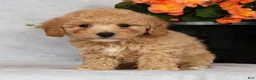 Bichpoo dogs for sale: Gina - Ad 3