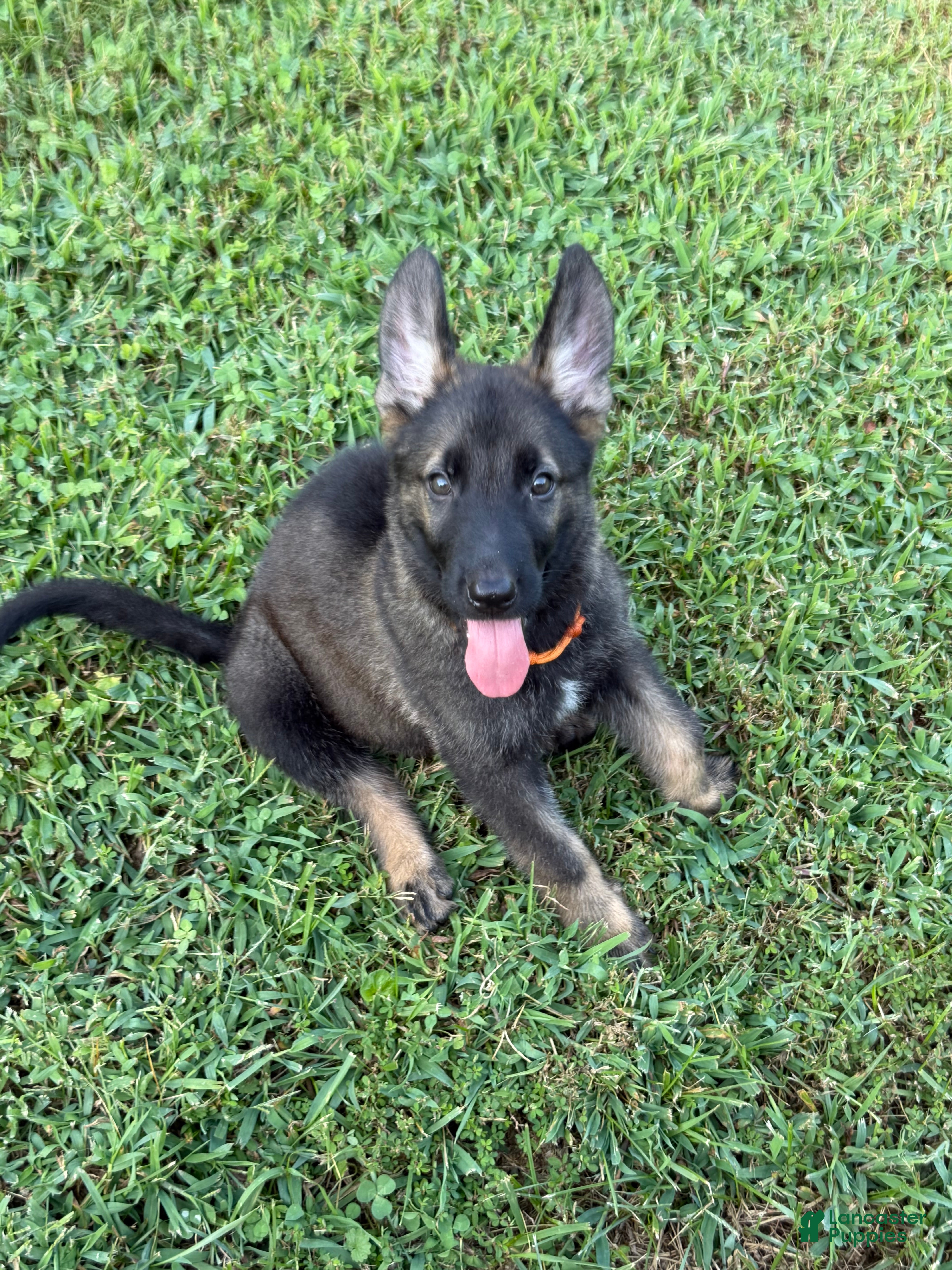 German Shepherd dogs German Shepherd Orange Collar - Ad 1
