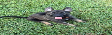 German Shepherd Orange Collar