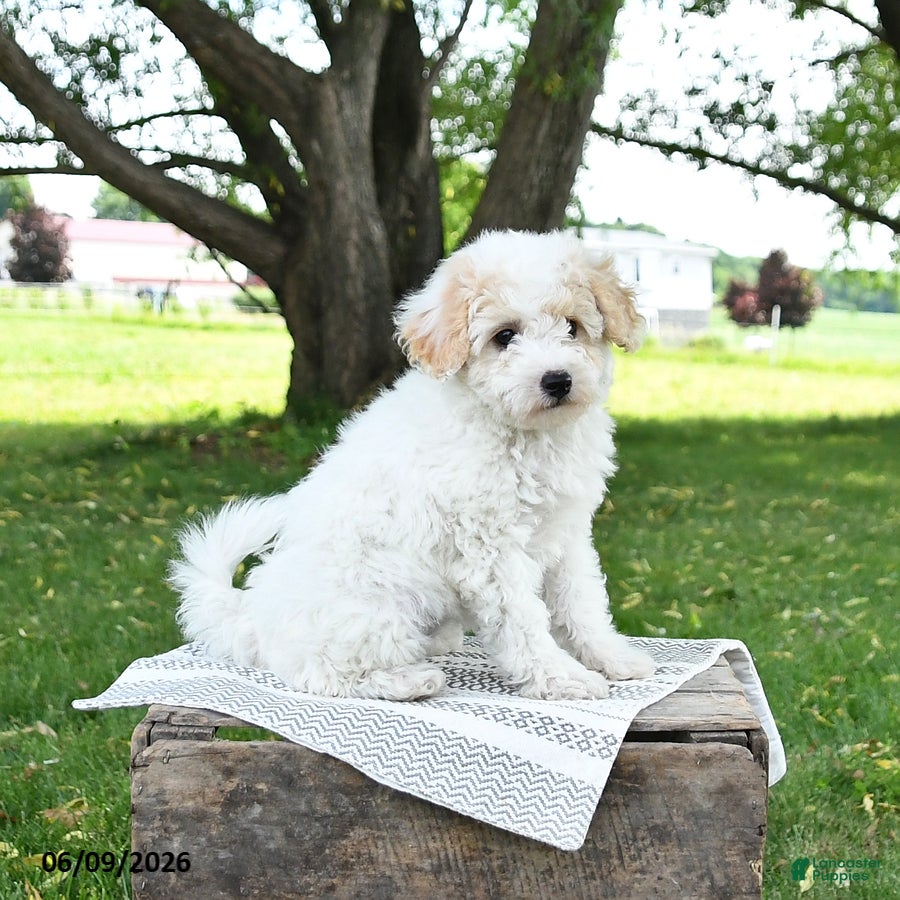 Bichpoo dogs Jenni - Ad 2