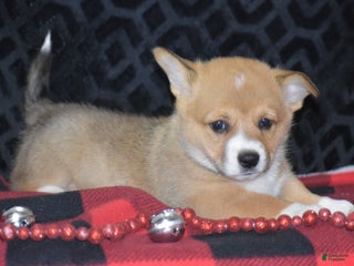 Welsh Corgi Pembroke dogs - Ad 27