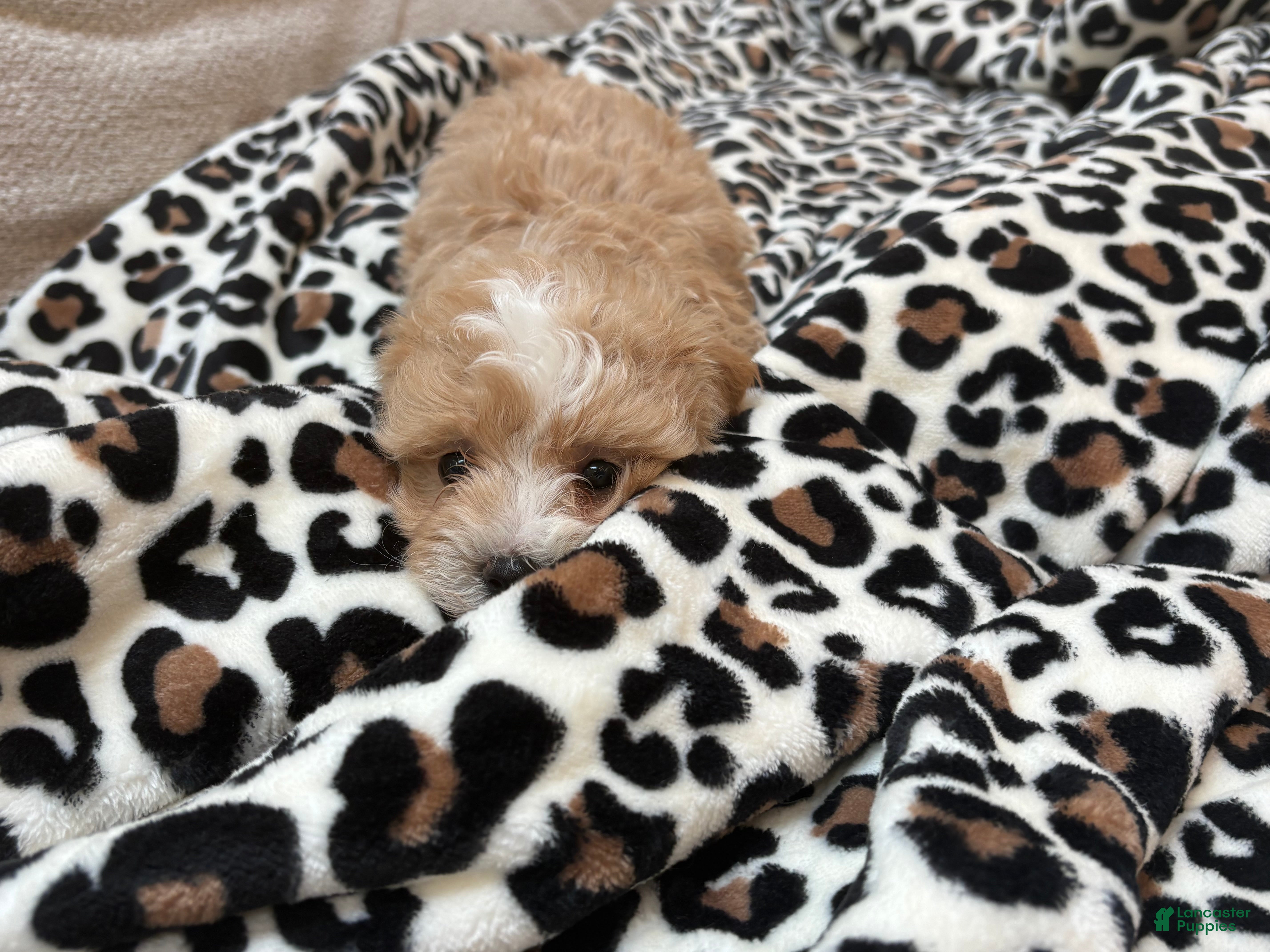 Maltipoo dogs Chip - Ad 2