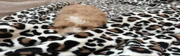 Maltipoo dogs for sale: Chip - Ad 2