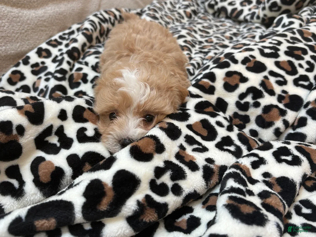Maltipoo dogs for sale: Chip - Ad 2