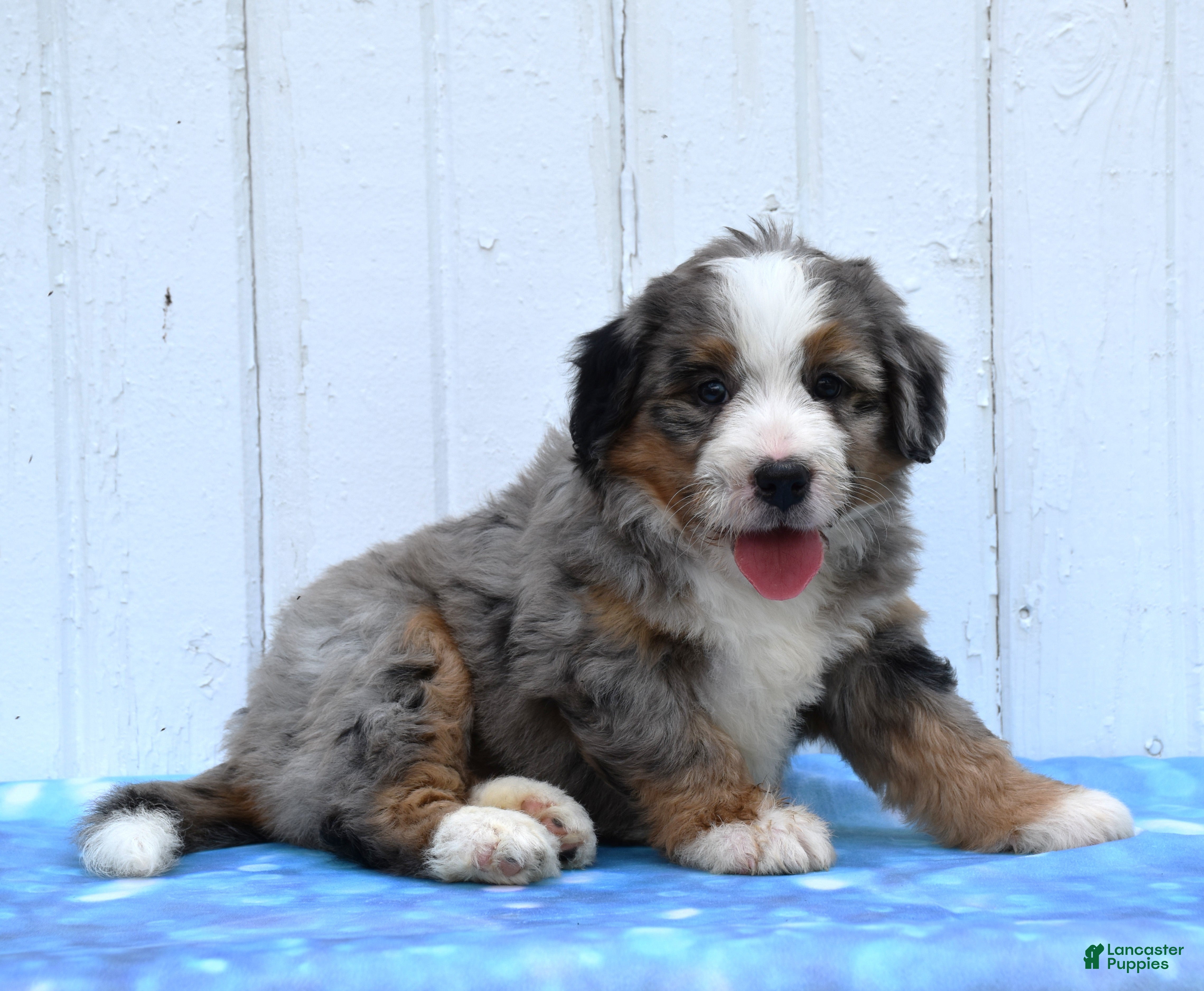Mini Bernedoodle dogs Clover - Ad 2