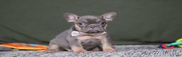 French Bulldog dogs for sale: Navy - Ad 1