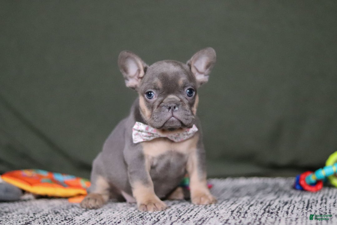 French Bulldog dogs for sale: Navy - Ad 1