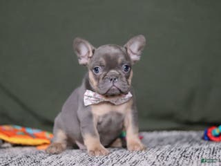 French Bulldog dogs Navy - Ad 31