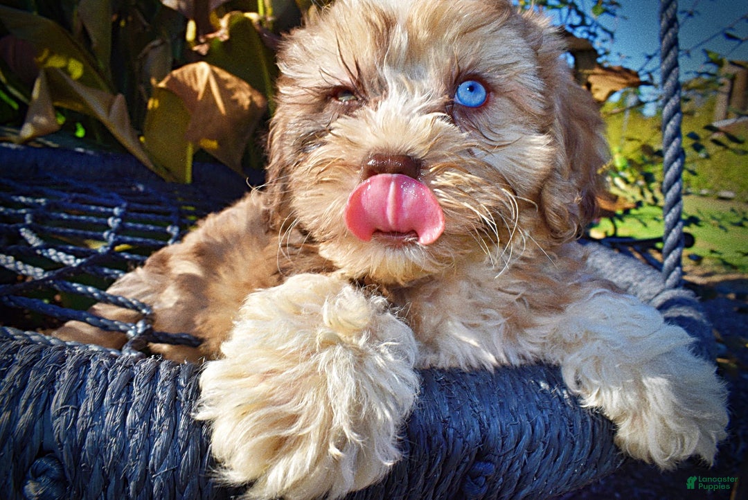 Havapoo dogs for sale: Jasper - Ad 3