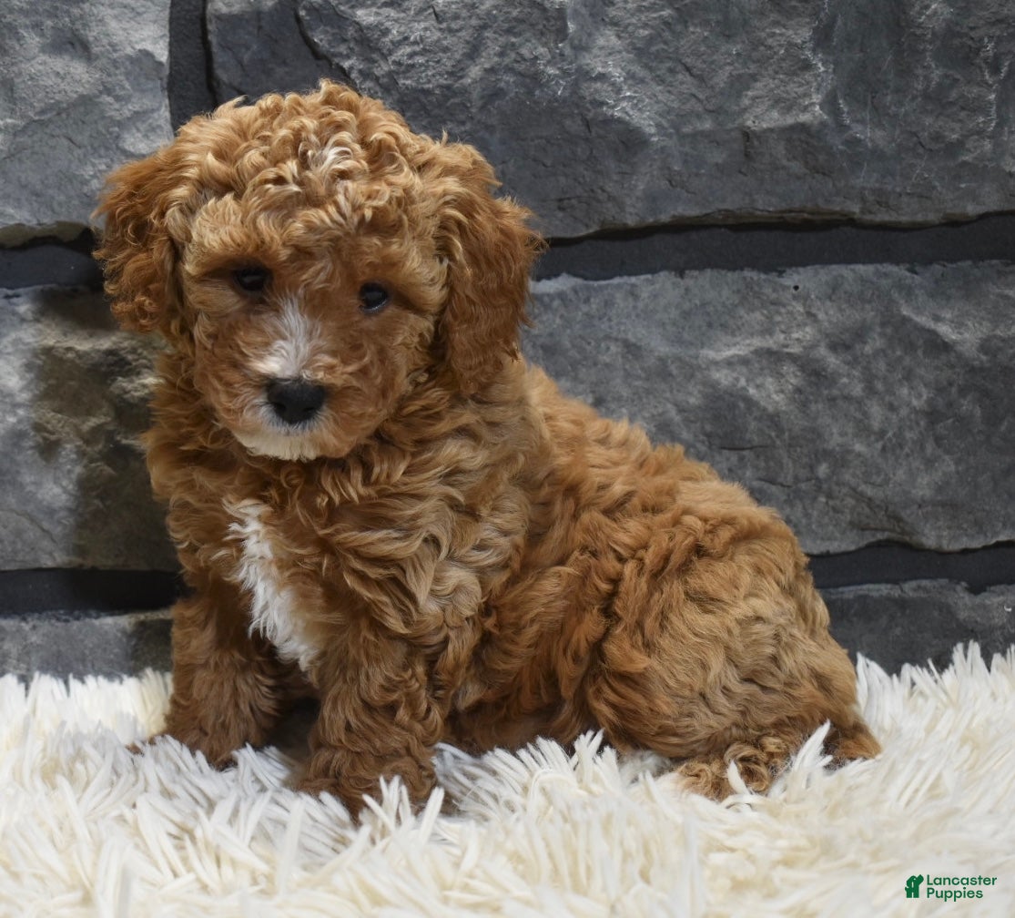 Toy Poodle dogs Carmel  - Ad 38