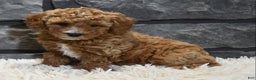 Toy Poodle dogs for sale: Carmel  - Ad 1