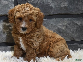 Toy Poodle dogs Carmel - Ad 10